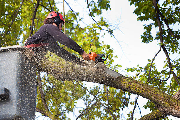 How Our Tree Care Process Works  in  Holtville, CA