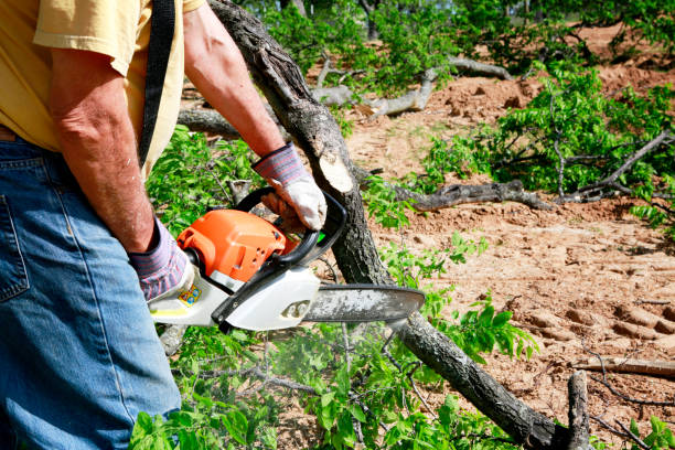 Professional Tree Services in Holtville, CA